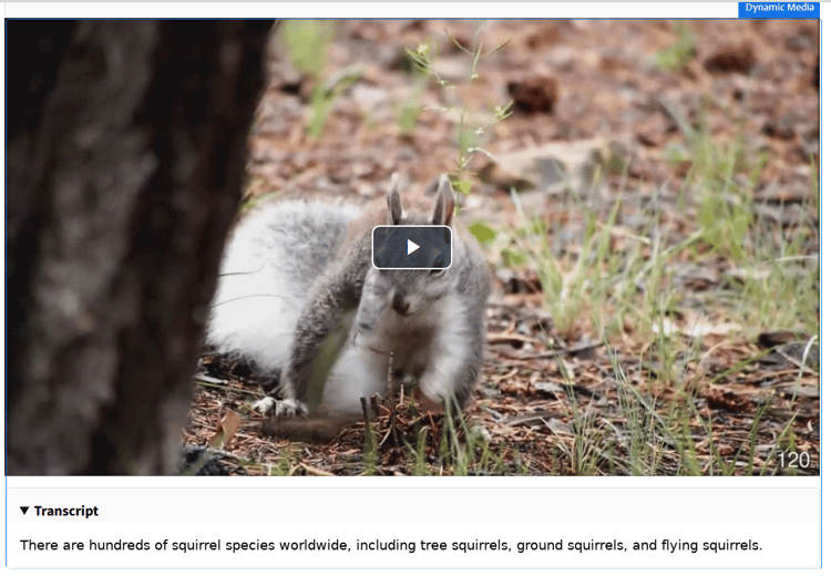 Dynamic Media Transcription