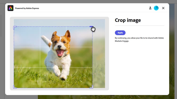 Faire glisser les coins photo pour recadrer l’image