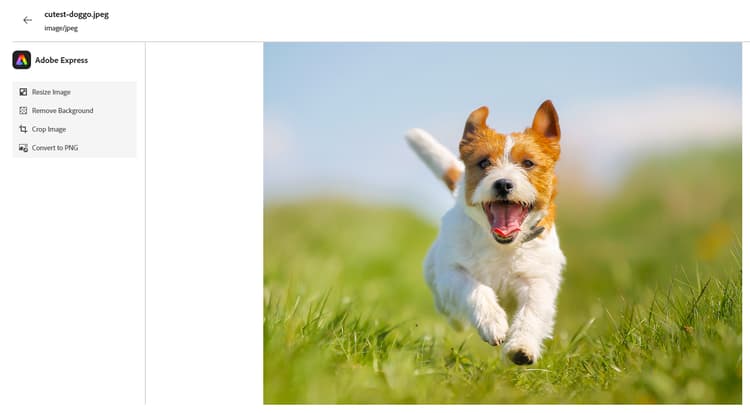 Pagina immagine che mostra le opzioni di modifica di Adobe Express