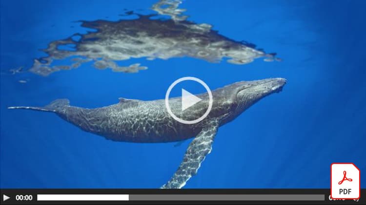 电影胶片：照片和视频之间的迷人位置