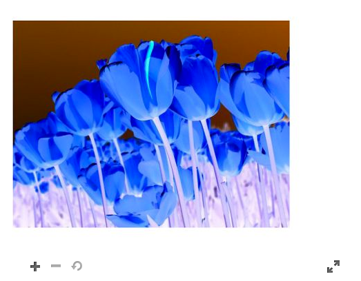 HTML5 Zoom元件內的鬱金香花朵影像。